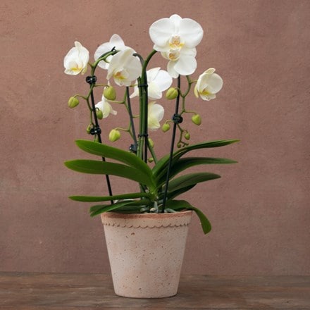 Phalaenopsis Fontano Bellagio