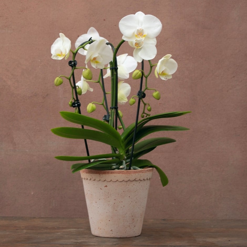 moth orchid