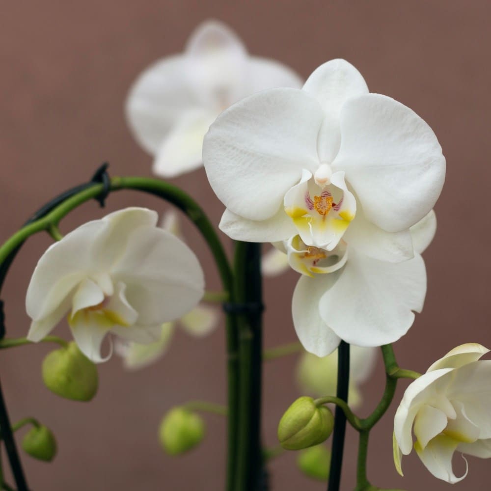 Phalaenopsis Fontano Bellagio | Orchid