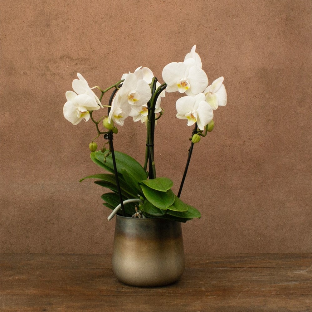 Phalaenopsis Fontano Bellagio | Orchid