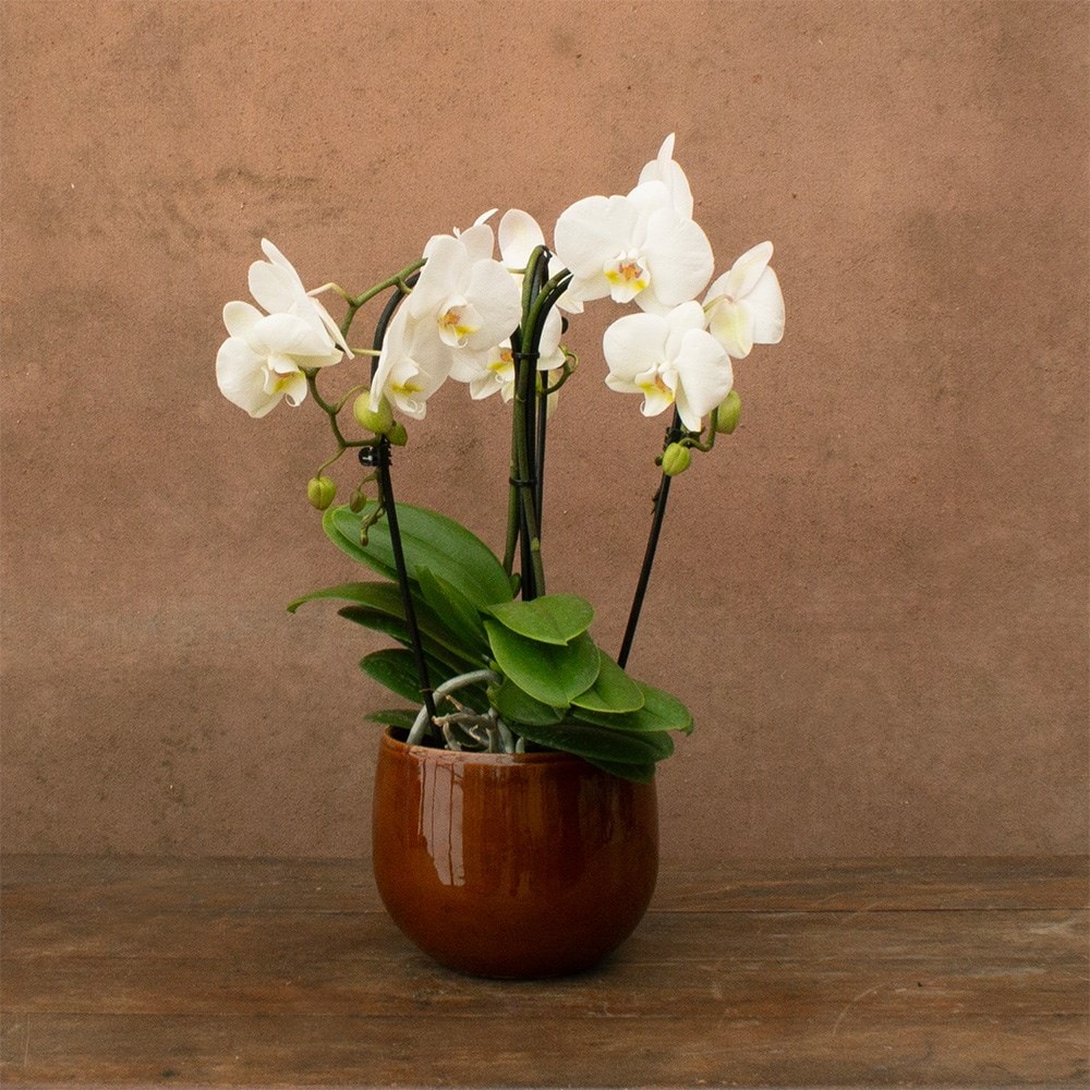 Phalaenopsis Fontano Bellagio | Orchid