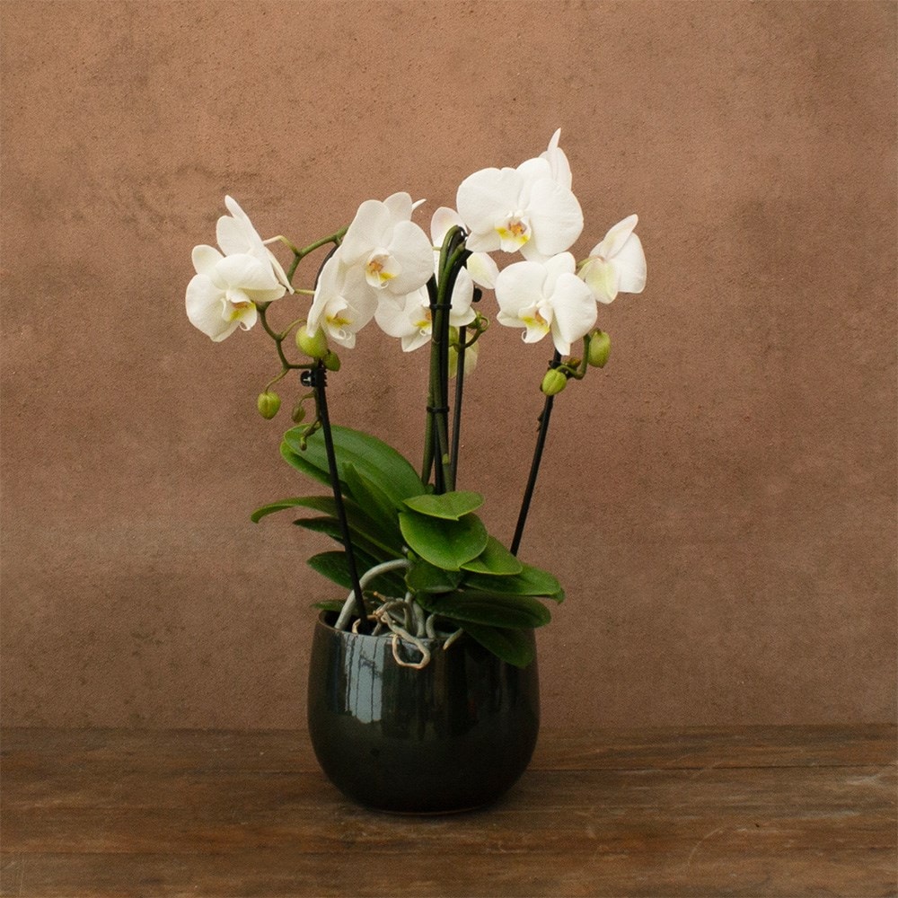 Phalaenopsis Fontano Bellagio | Orchid