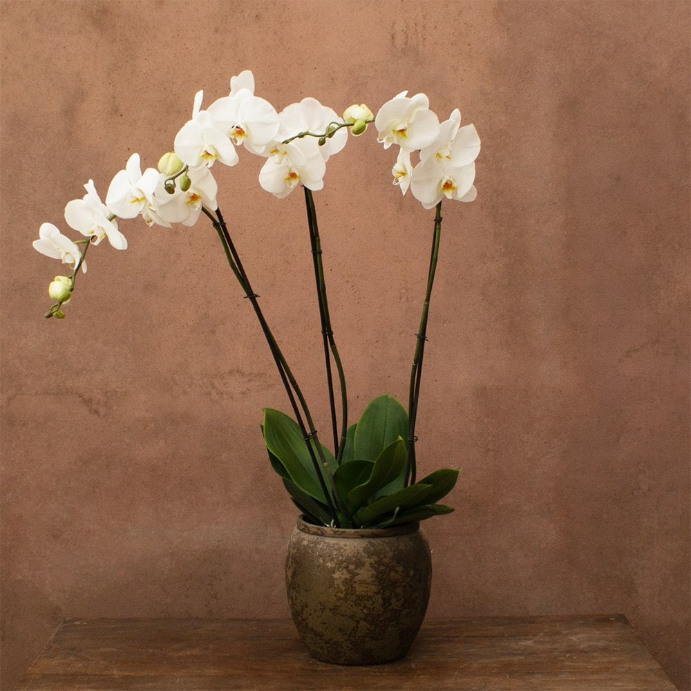Phalaenopsis Fortuno Alto | Orchid