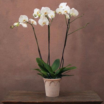 Phalaenopsis Fortuno Alto