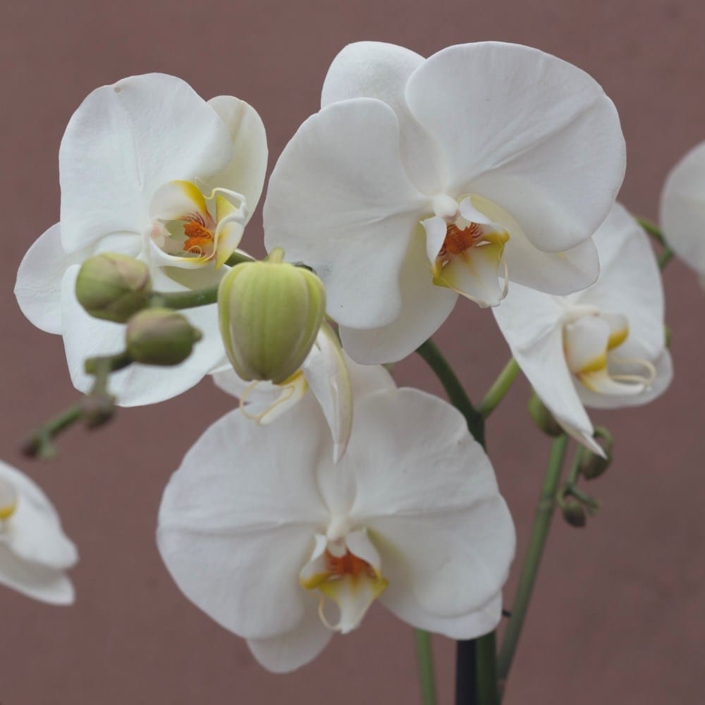 Phalaenopsis Fortuno Alto | Orchid