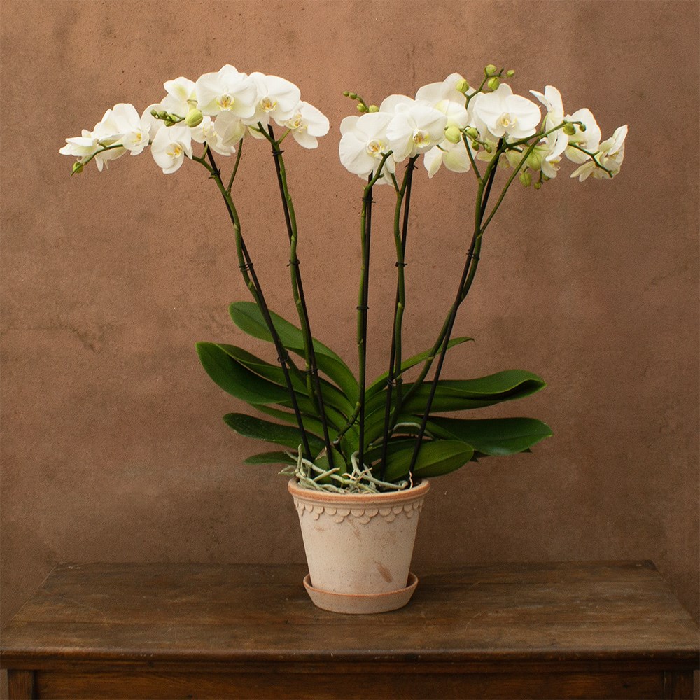 Product options image