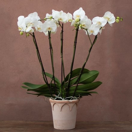 Phalaenopsis Theatro Classico