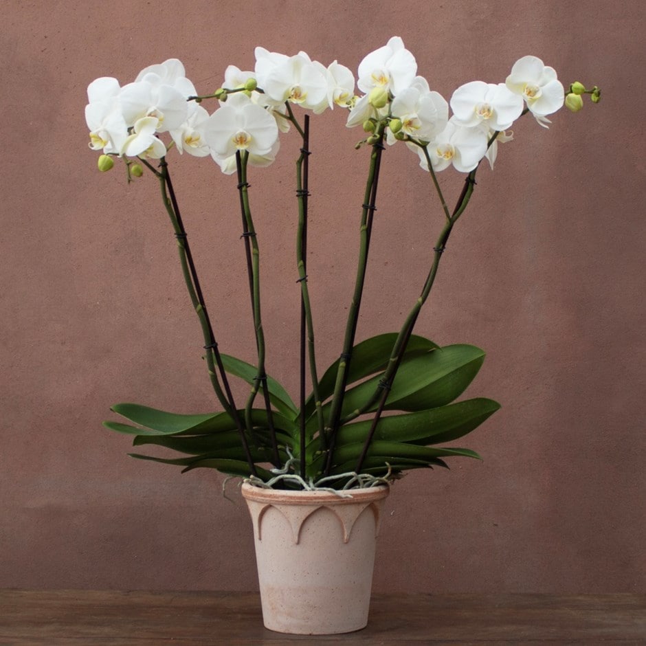 moth orchid