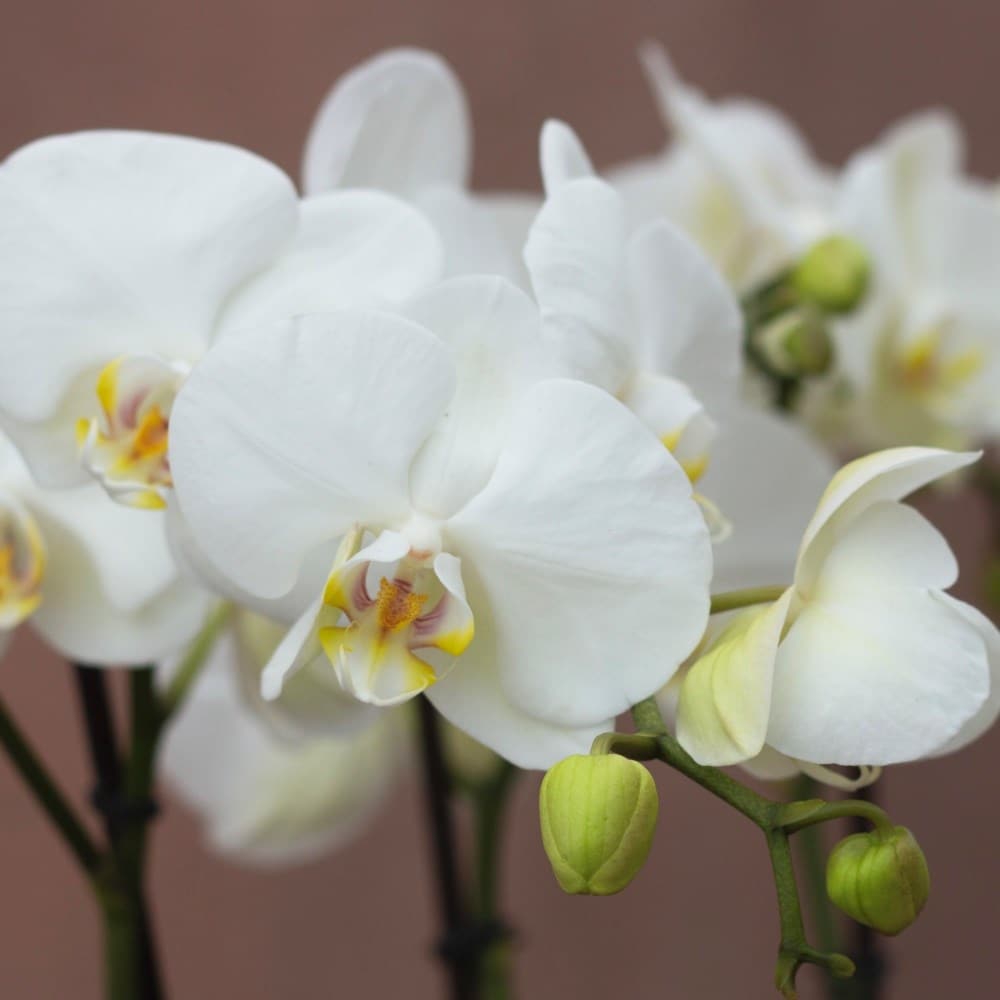 Phalaenopsis Theatro Classico | Orchid
