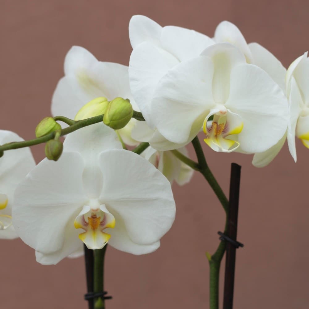 Phalaenopsis Theatro Classico | Orchid