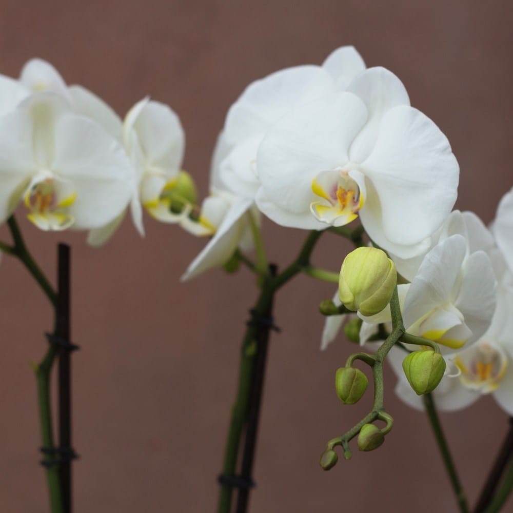 Phalaenopsis Theatro Classico | Orchid