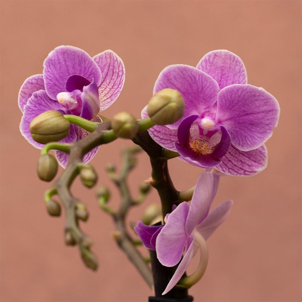 Phalaenopsis Violet Queen | Orchid