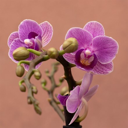 Phalaenopsis Exclusivo Violet Queen