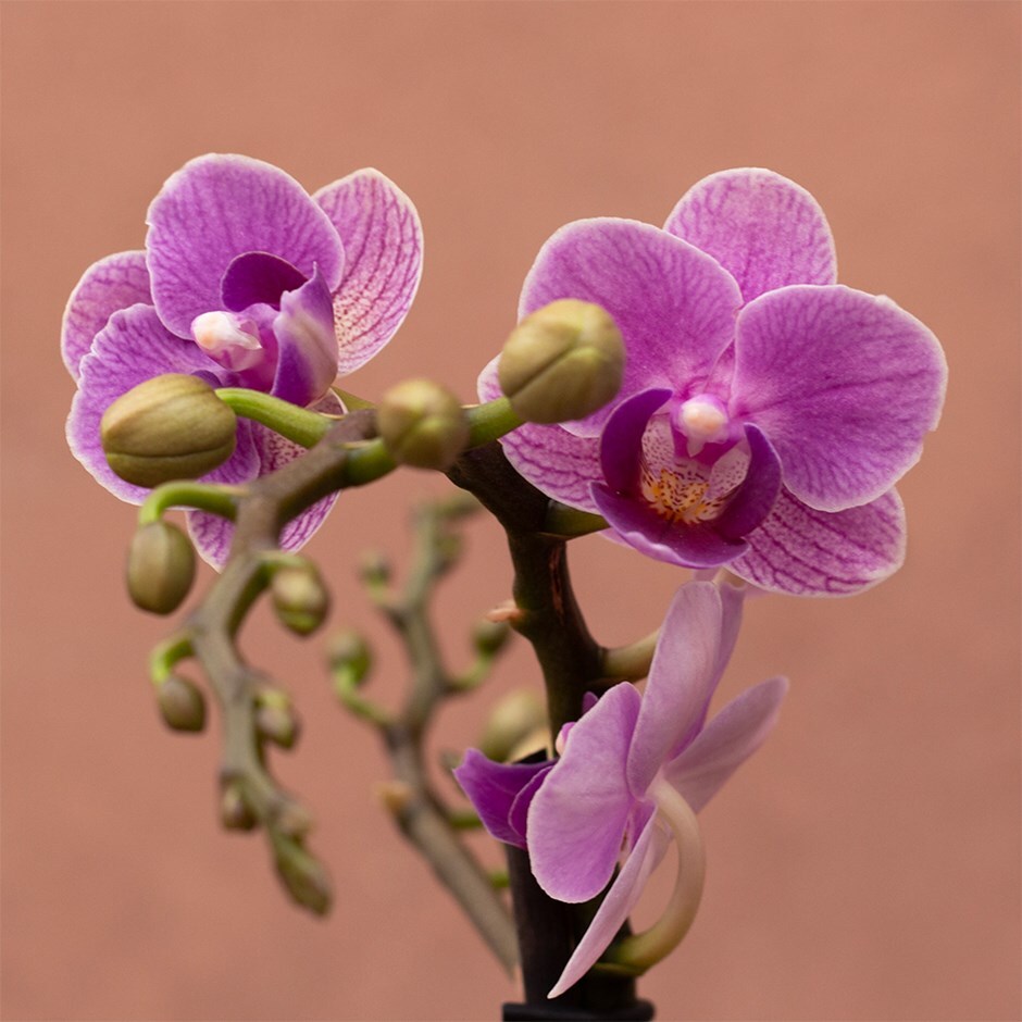 moth orchid