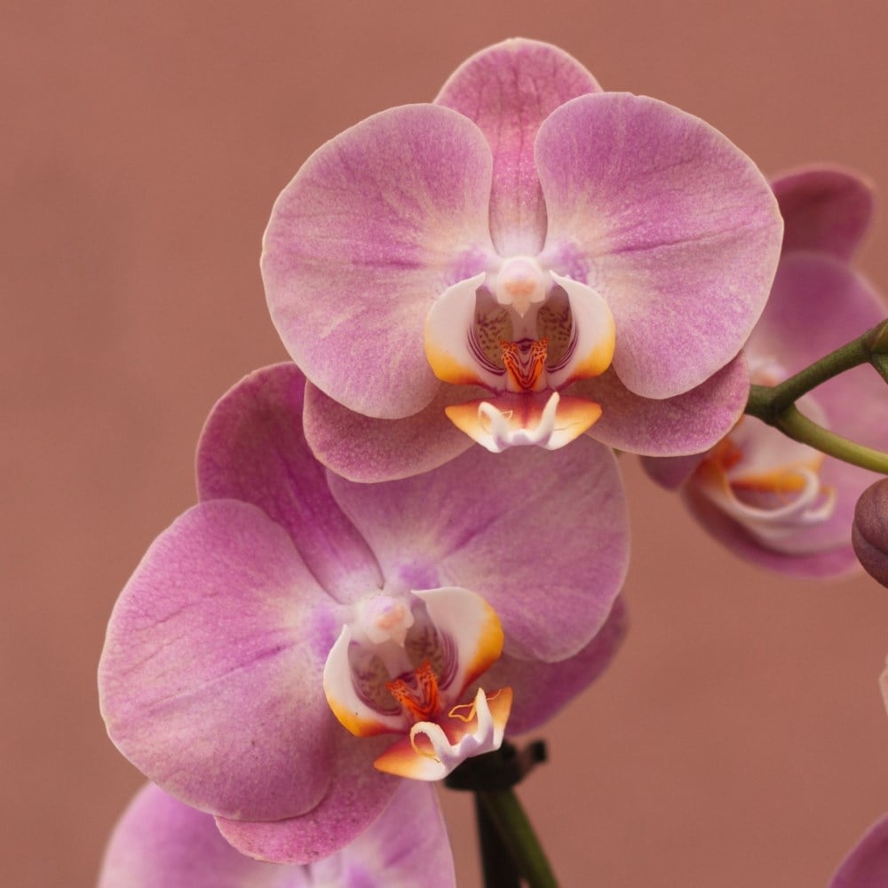 Product options image