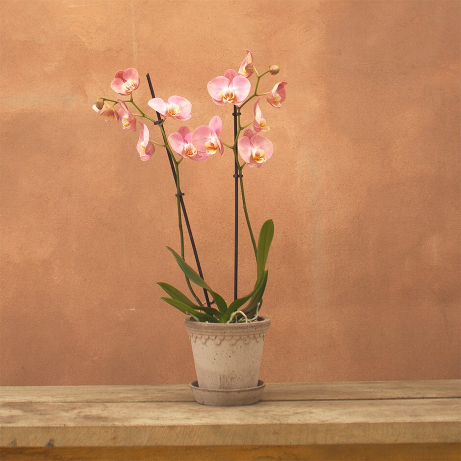 <i>Phalaenopsis</i> 'Honey Peach'