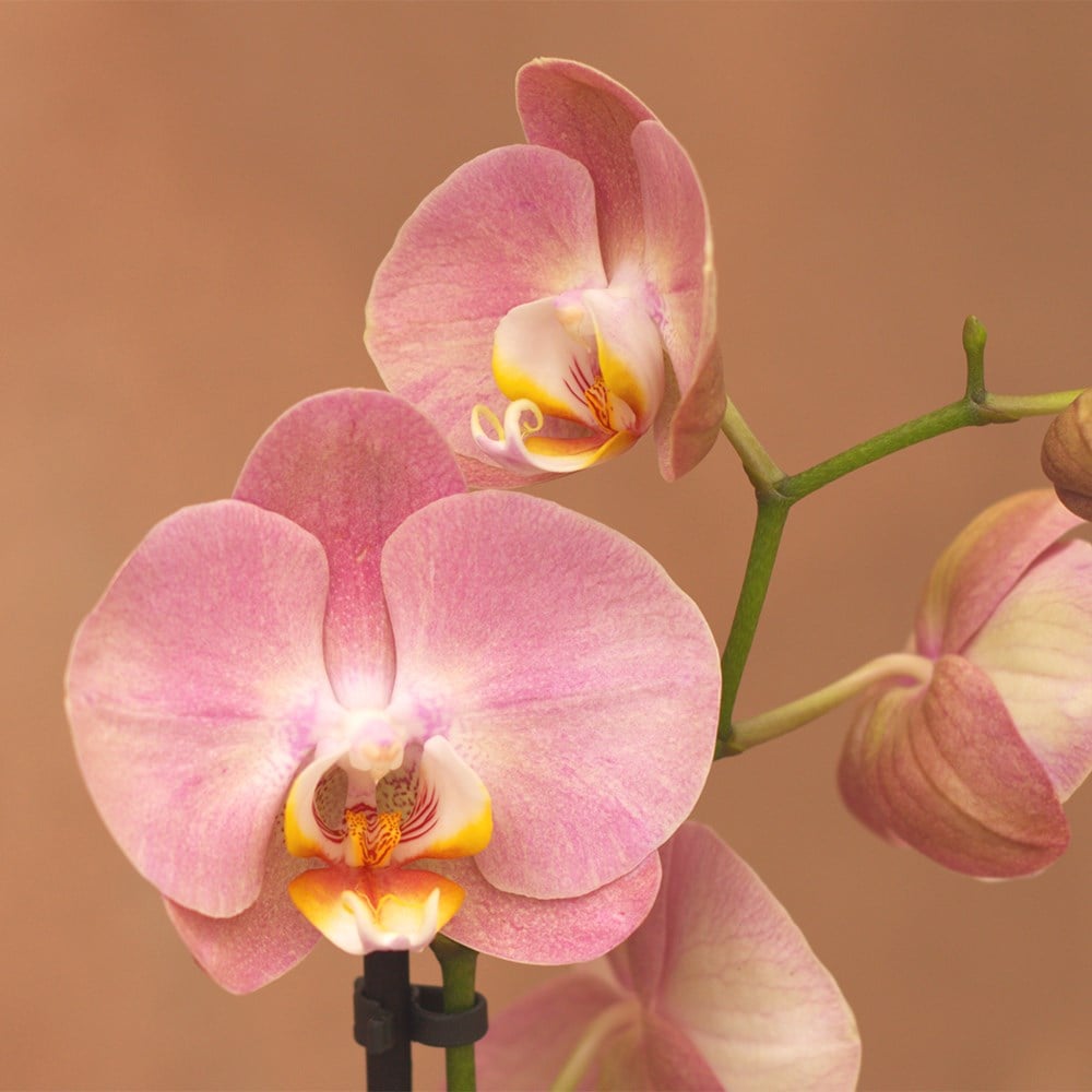 <i>Phalaenopsis</i> 'Honey Peach'