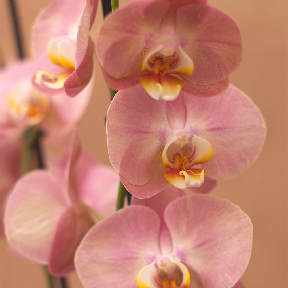 <i>Phalaenopsis</i> 'Honey Peach'