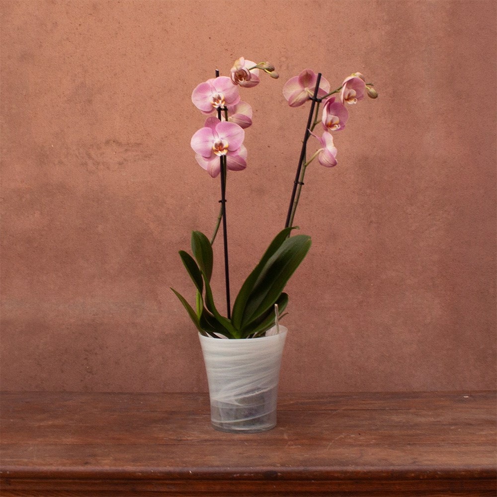 Phalaenopsis Honey Peach | Orchid