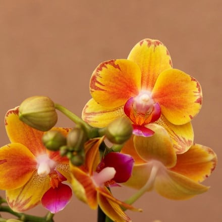 Phalaenopsis Exclusivo Juno