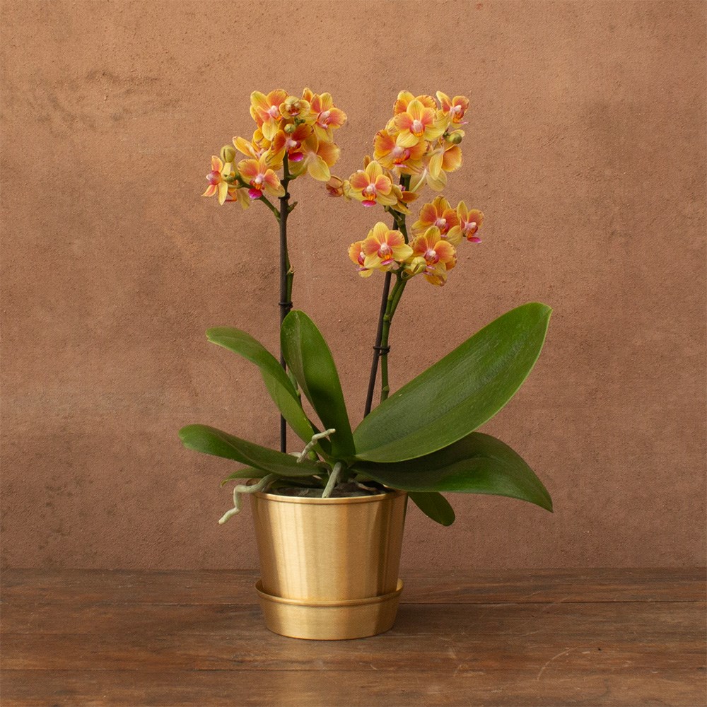 Phalaenopsis Juno | Orchid