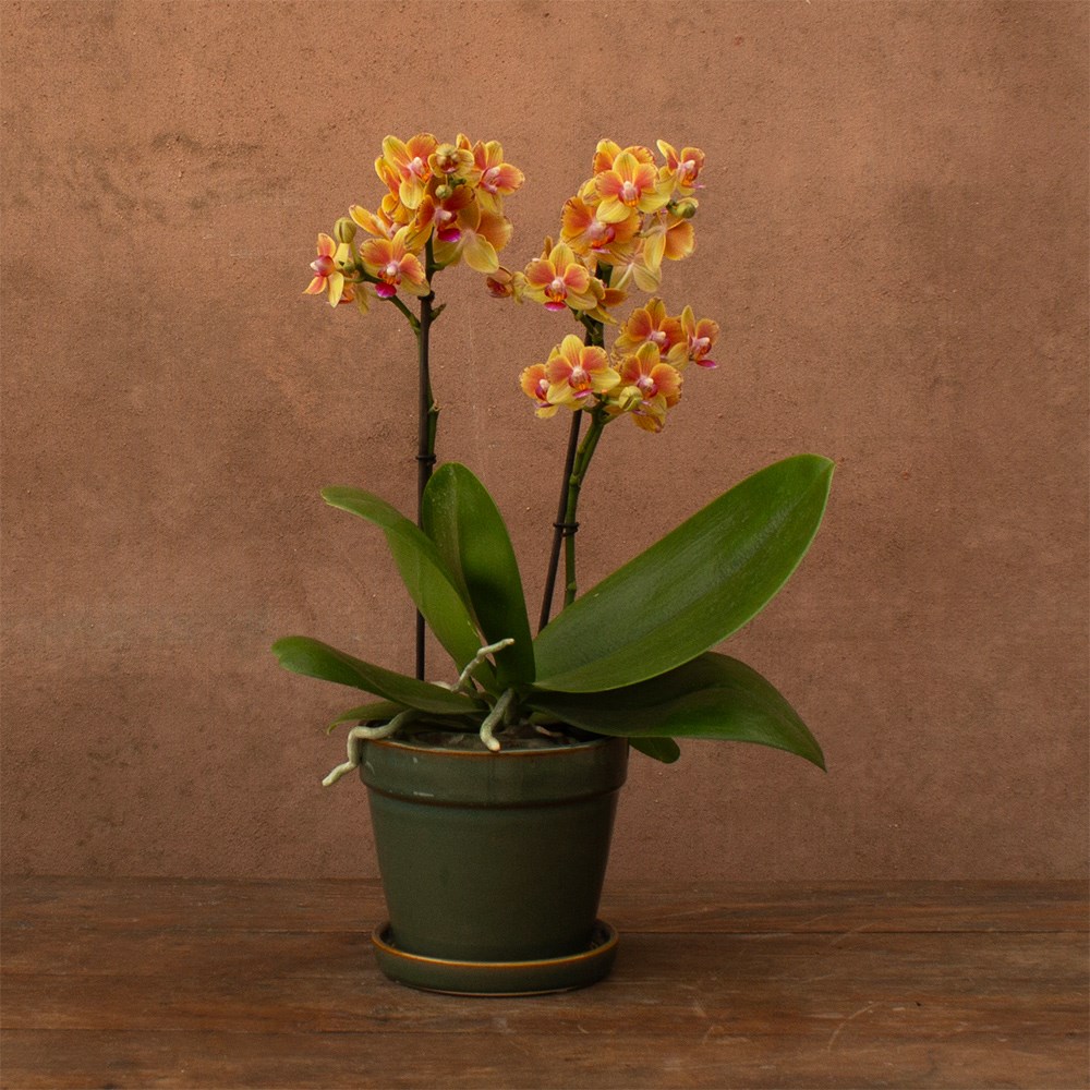 Phalaenopsis Juno | Orchid