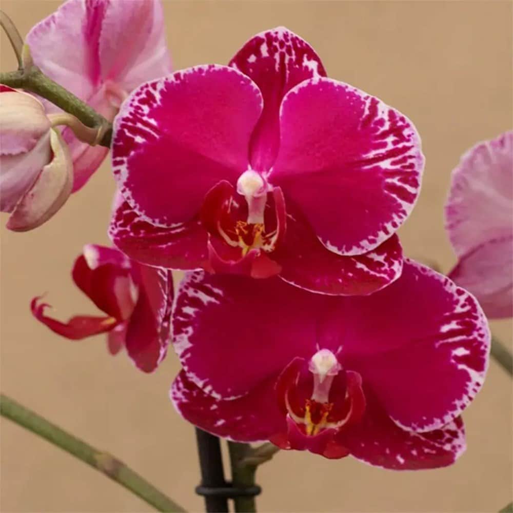 moth orchid