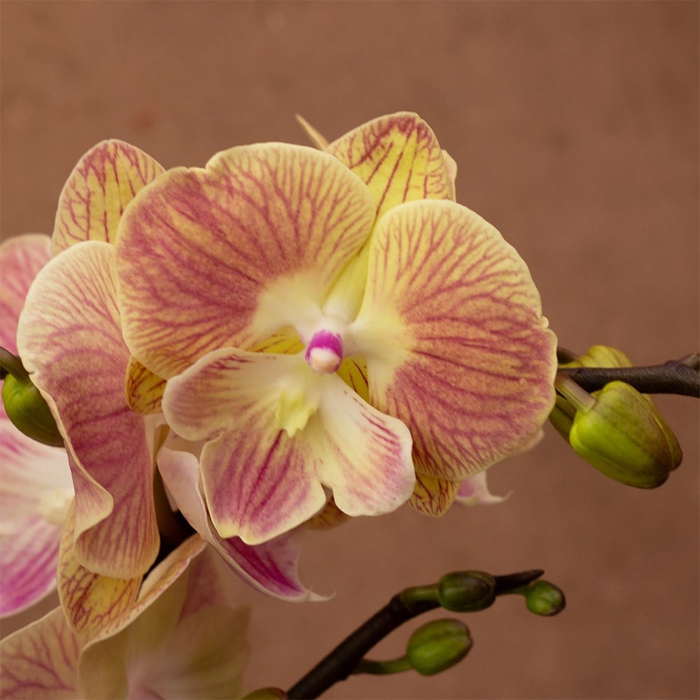 Phalaenopsis Lipa | Orchid