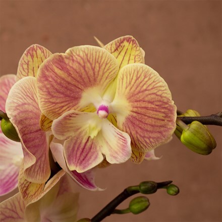 Phalaenopsis Optistar Lipa