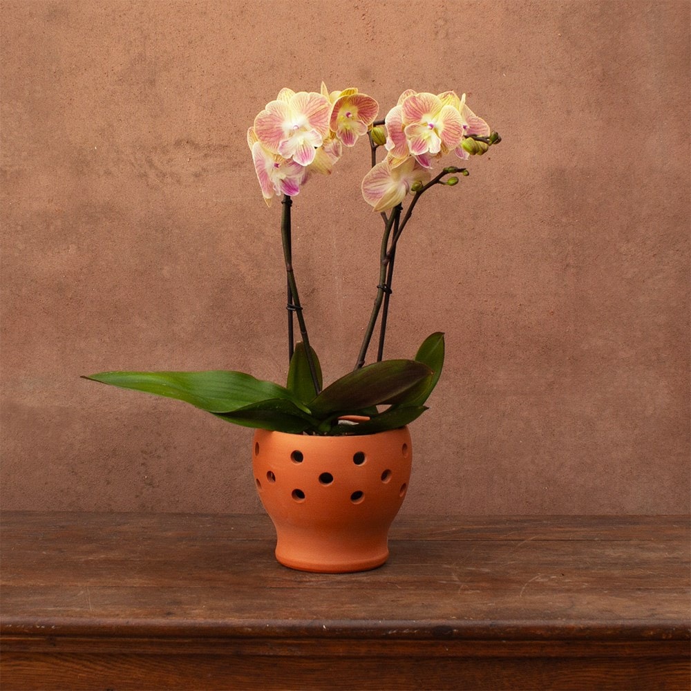 Phalaenopsis Lipa | Orchid
