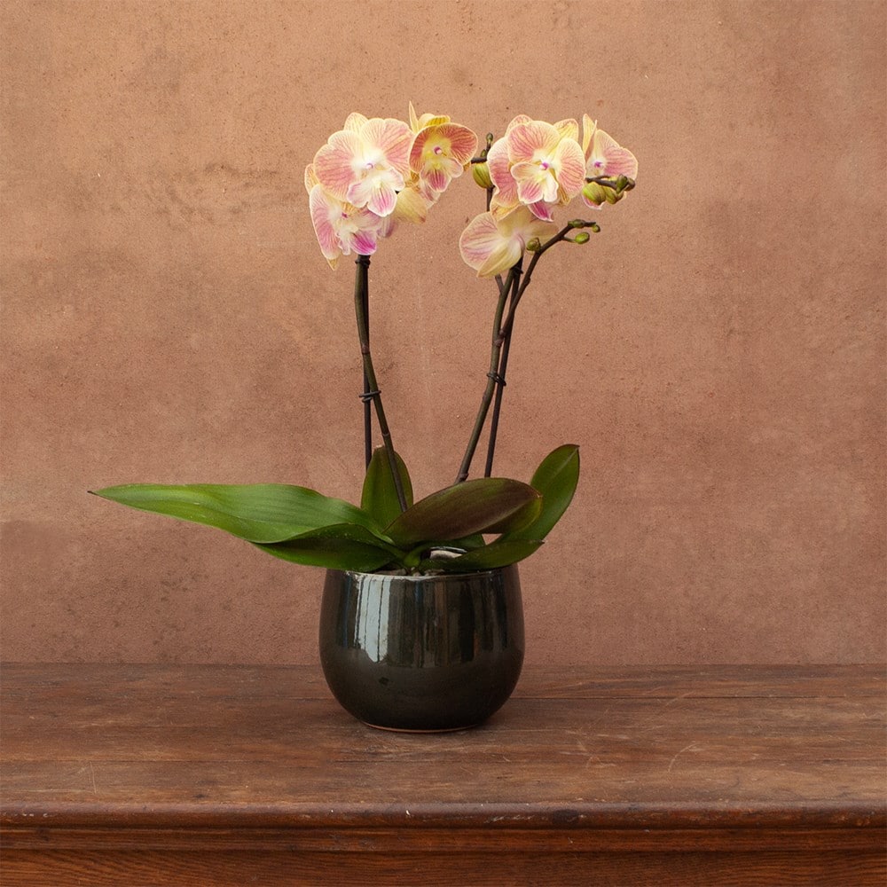 Phalaenopsis Lipa | Orchid