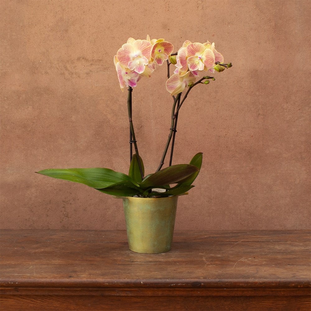 Phalaenopsis Lipa | Orchid