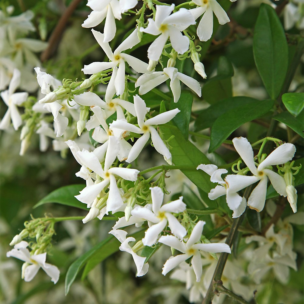 Product options image