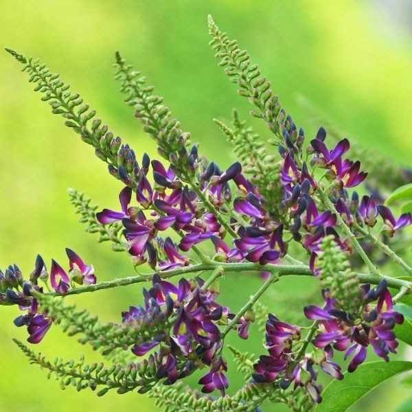 Millettia reticulata