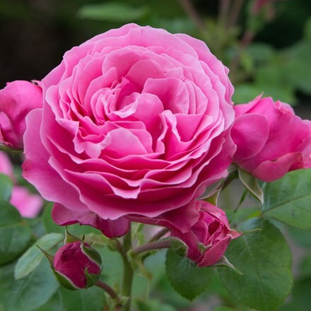 Roses By Crocus