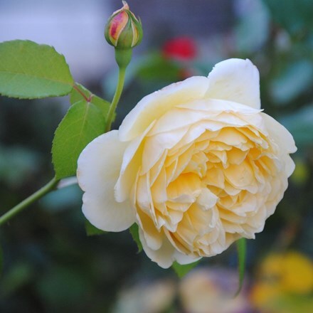 Buy Shrub Rose Delivery By Crocus Rose photo courtesy of gabor. buy shrub rose delivery by crocus