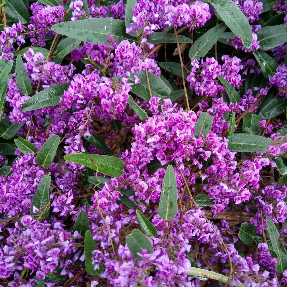 Product options image