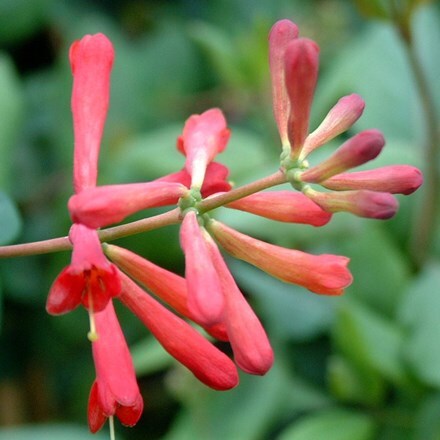 Lonicera × brownii Fuchsioides