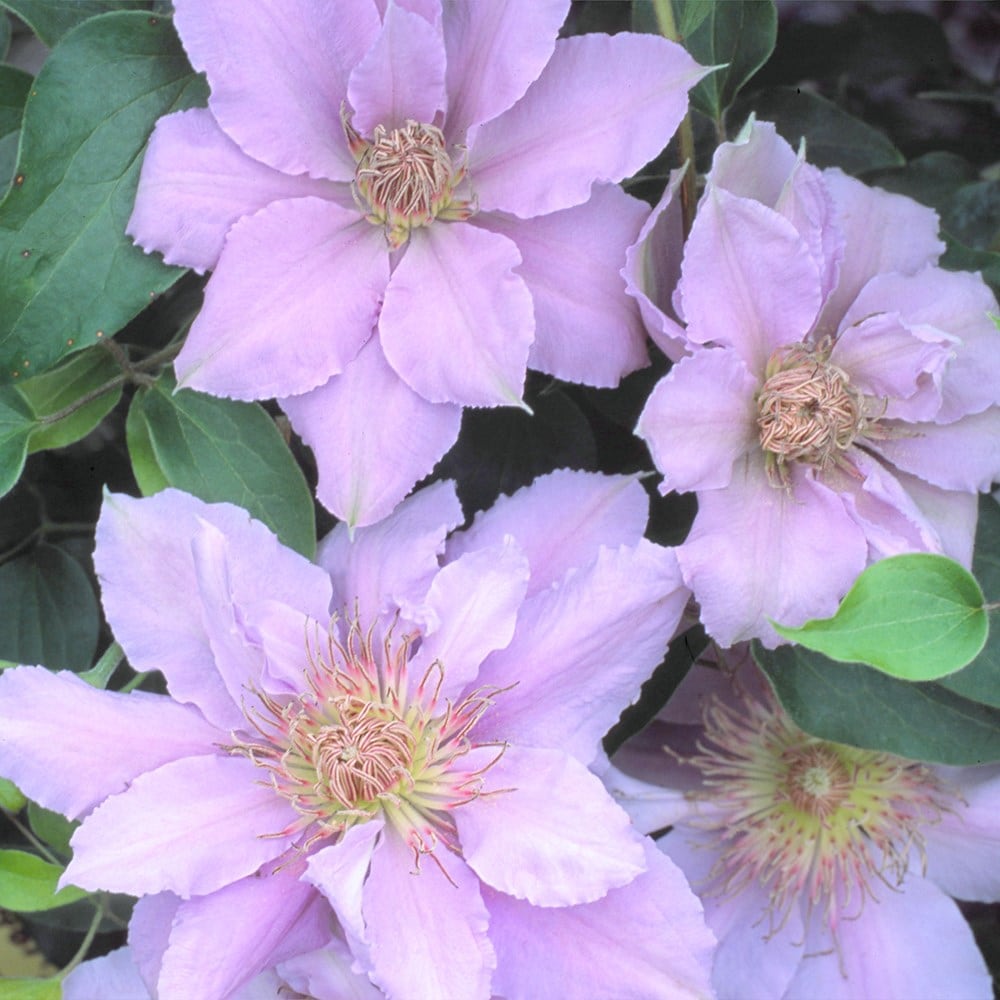 Product options image