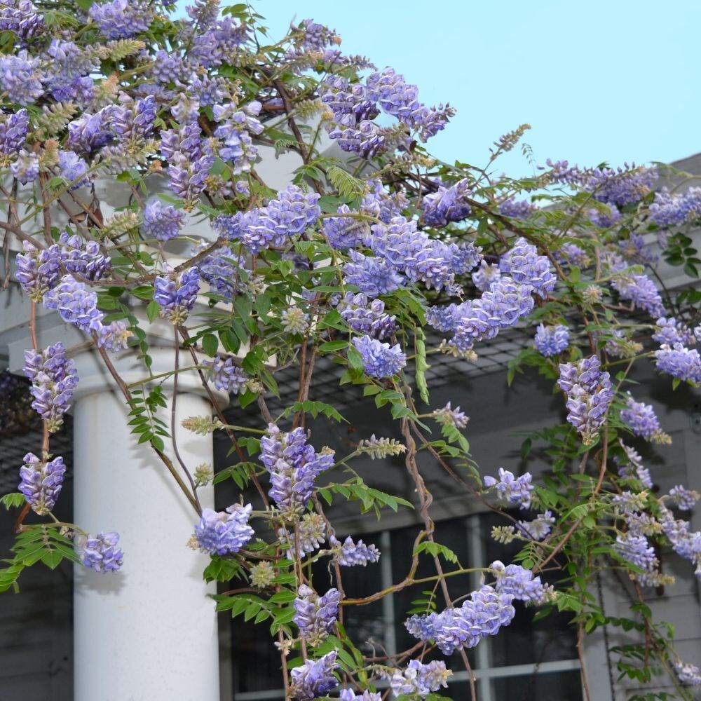 Buy American wisteria Wisteria frutescens