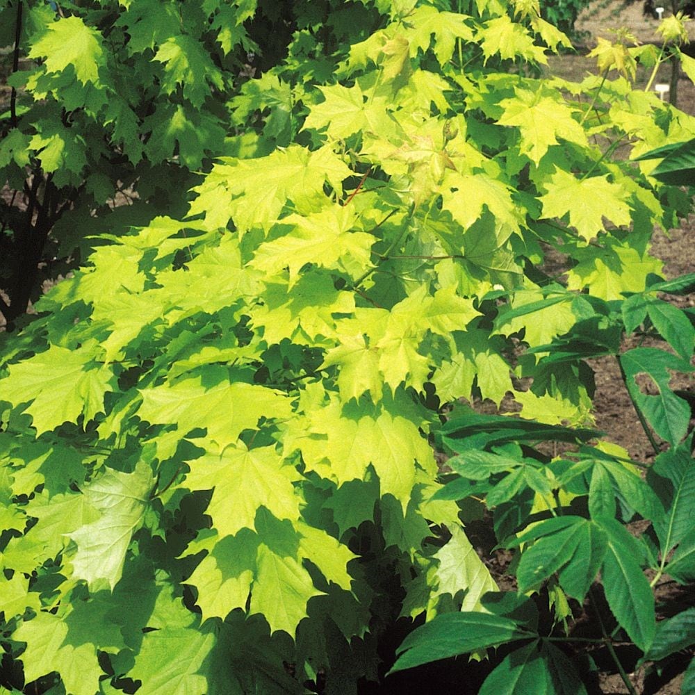 <I>Acer platanoides</i> <b class=small-caps>Princeton Gold</b> ('Prigo') (PBR)