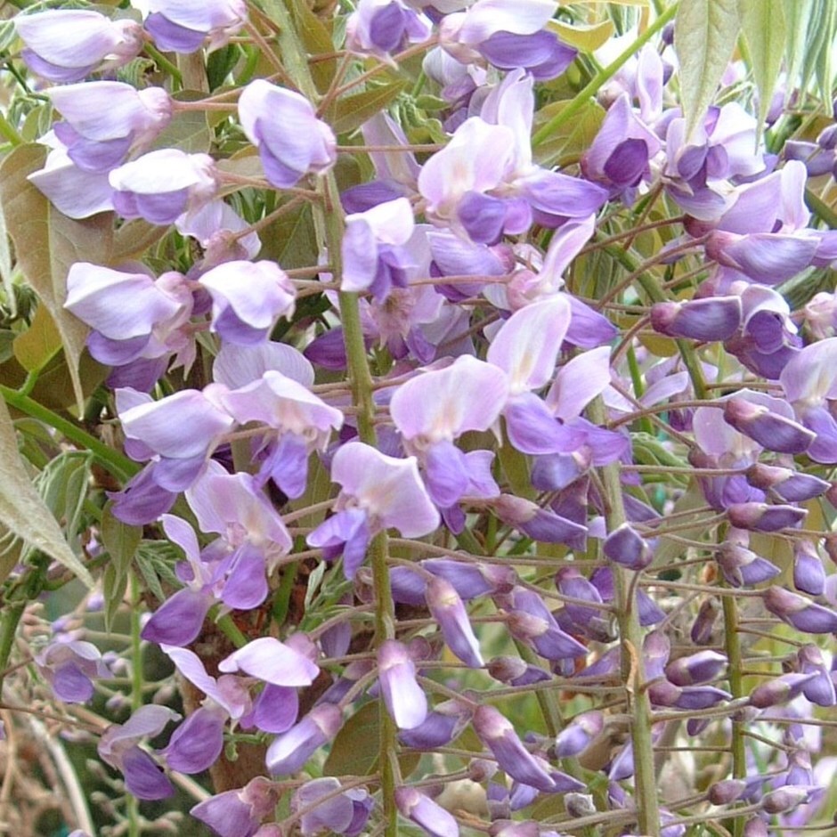 Buy black Japanese wisteria (syn. Royal Purple) Wisteria floribunda ...