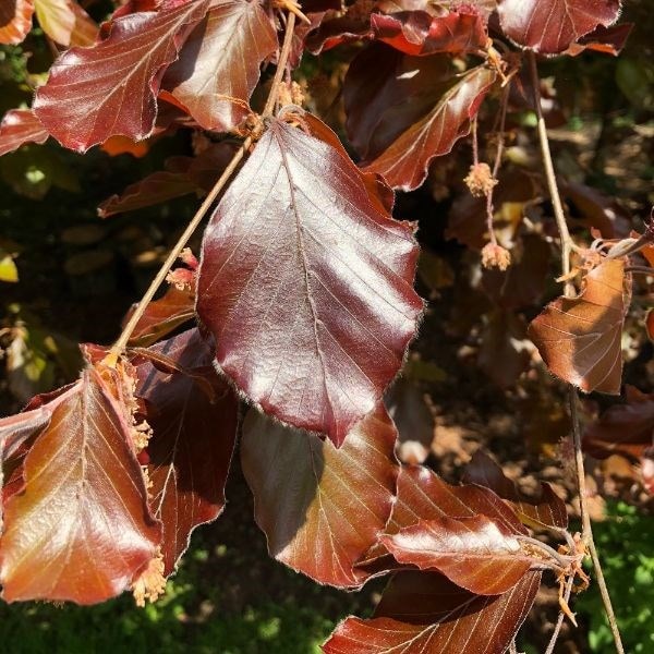 Fagus sylvatica Atropurpurea Group