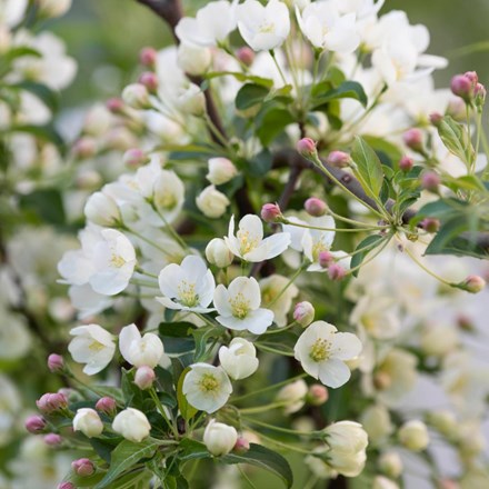 Malus brevipes Wedding Bouquet
