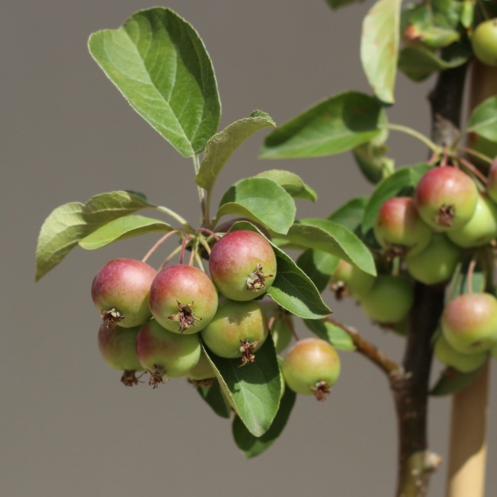 Product options image