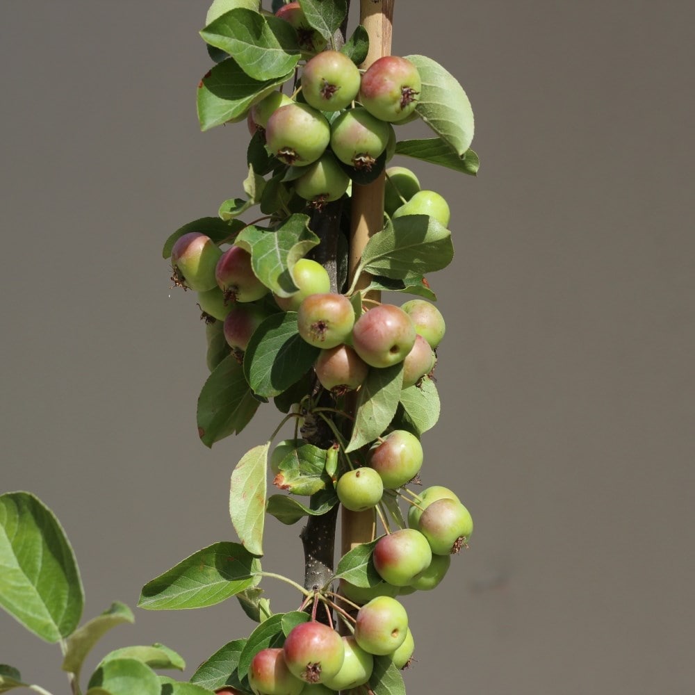 <i>Malus</i> 'Butterball'