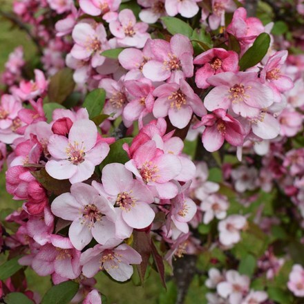Buy crab apple Candymint Malus Candymint: £48.99 Delivery by Crocus