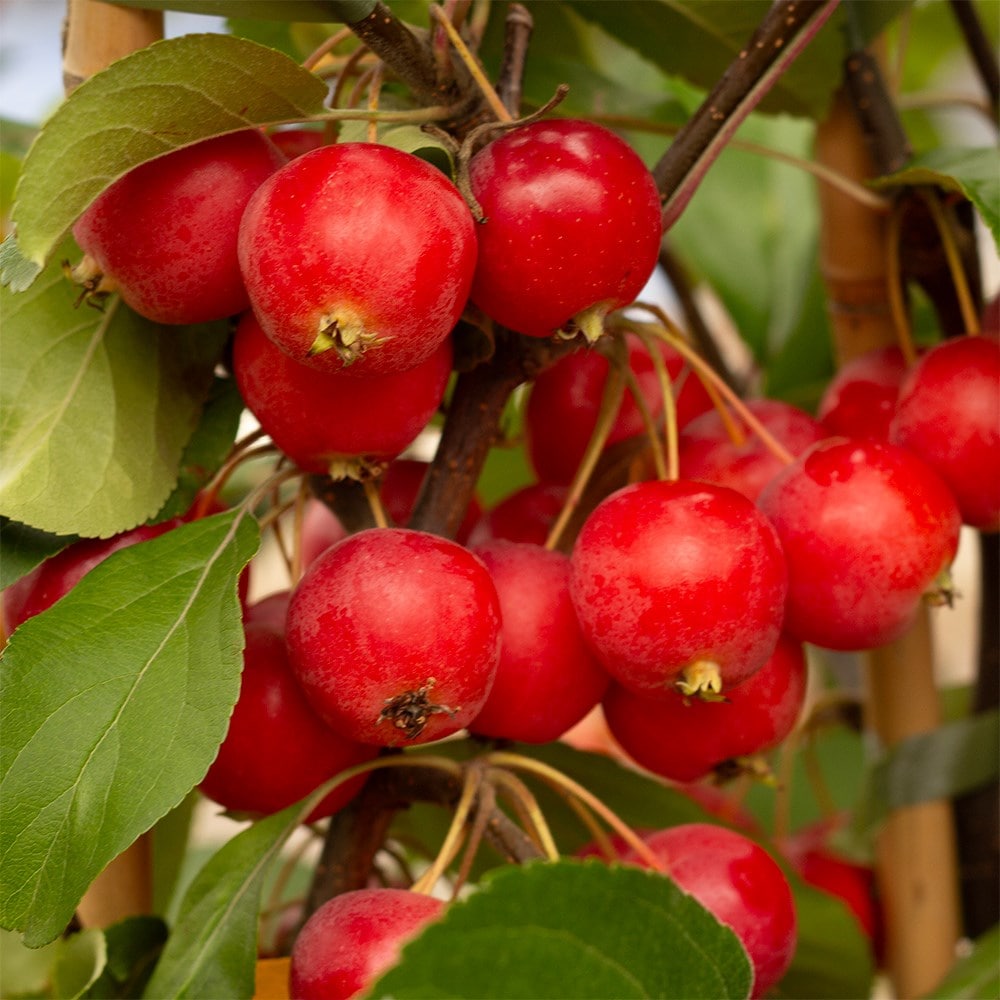 Product options image