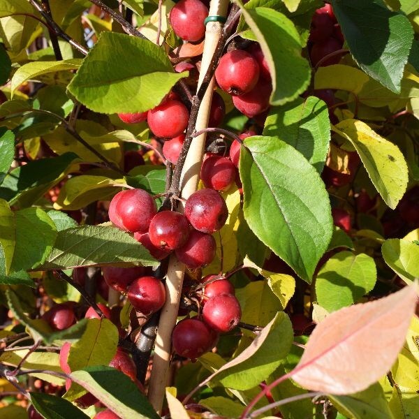 Malus × atrosanguinea Gorgeous