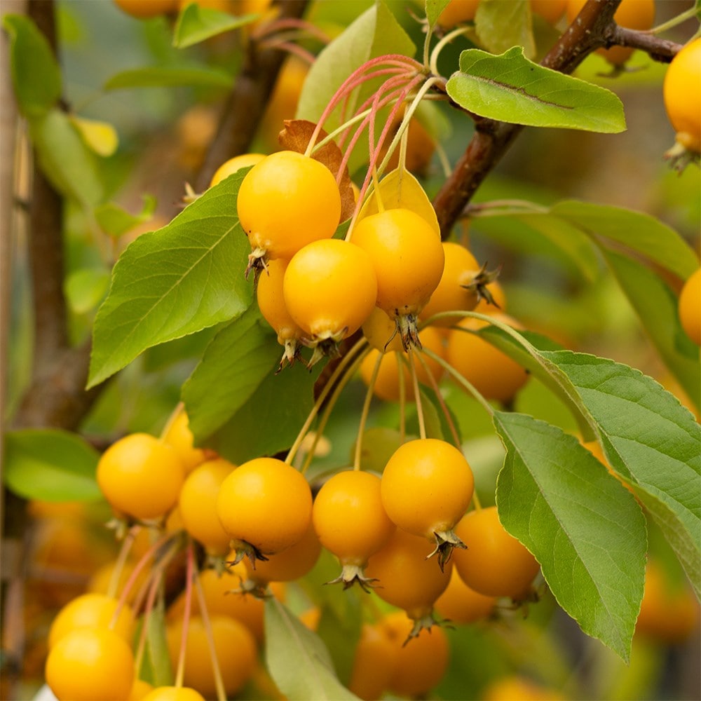 Product options image